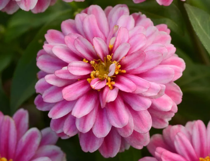 Zinnia marylandica 'Double Zahara Raspberry Ripple',  Zinnia 'Double Zahara Raspberry Ripple', Pink Zinnia, Double Zinnia, Zahara Series
