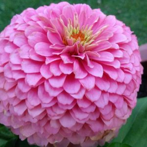 Zinnia 'Miss Willmott', Zinnia Elegans 'Miss Willmott, Pink Zinnia, Pink Double Zinnia, Tall Zinnia
