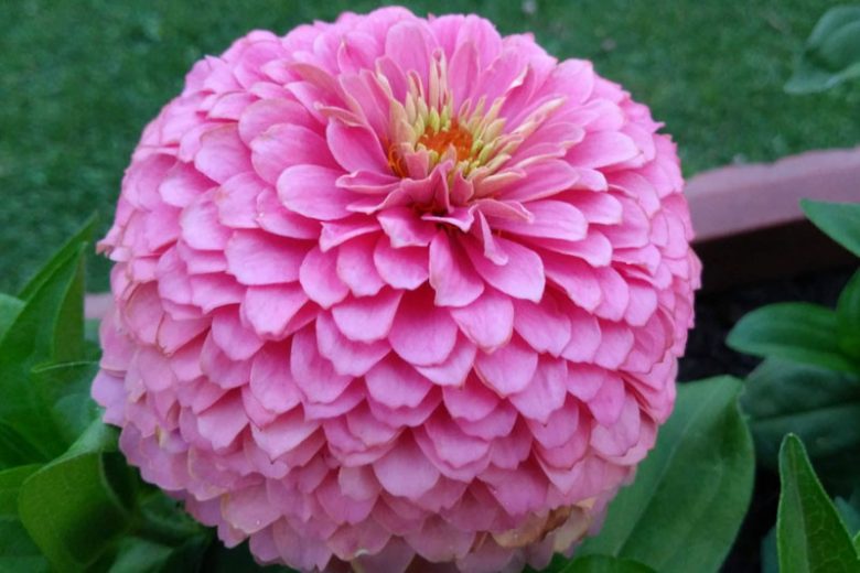 Zinnia 'Miss Willmott', Zinnia Elegans 'Miss Willmott, Pink Zinnia, Pink Double Zinnia, Tall Zinnia