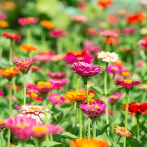 Zinnia peruviana, Peruvian Zinnia, Field Zinnia, Kaffir Daisy, Redstar Zinnia, Wild Zinnia, Crassina multiflora, Zinnia multiflora, Zinnia pauciflora