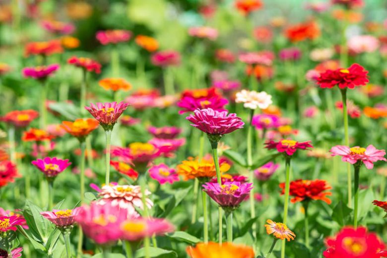 Zinnia peruviana, Peruvian Zinnia, Field Zinnia, Kaffir Daisy, Redstar Zinnia, Wild Zinnia, Crassina multiflora, Zinnia multiflora, Zinnia pauciflora