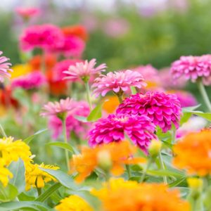 Zinnias, Zinnia, Zinnia elegans, Zinnia angustifolia, Common Zinnia, Elegant Zinnia