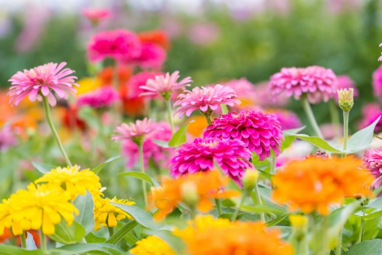 Zinnias, Zinnia, Zinnia elegans, Zinnia angustifolia, Common Zinnia, Elegant Zinnia