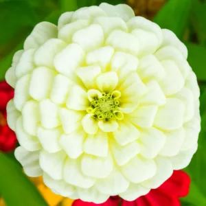 Zinnia 'Polar Bear', Zinnia Elegans 'Polar Bear', White Zinnia, White Double Zinnia, Tall Zinnia