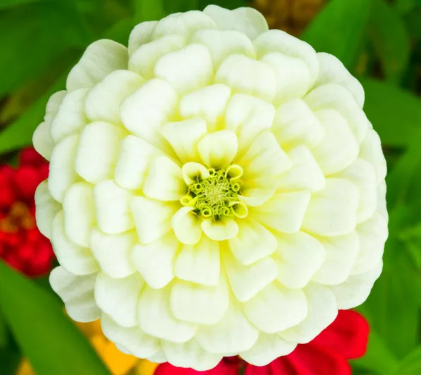 Zinnia 'Polar Bear', Zinnia Elegans 'Polar Bear', White Zinnia, White Double Zinnia, Tall Zinnia