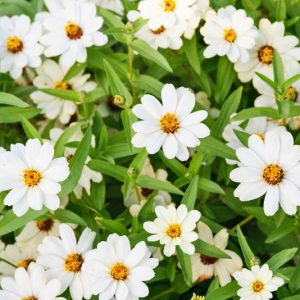 Zinnia Profusion White, Zinnia Elegans Profusion White, Zinnia Angustifolia Profusion White, White Zinnia, White Flowers, Drought tolerant plants, heat tolerant plants, Humidity tolerant plants, Low maintenance plants