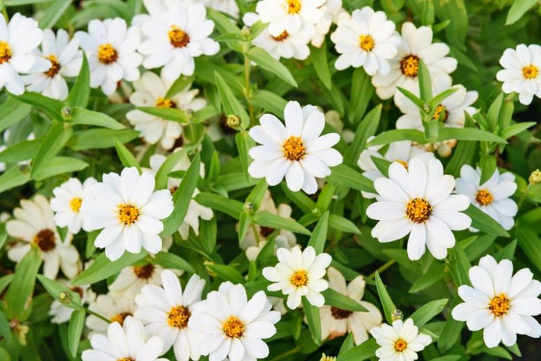 Zinnia Profusion White, Zinnia Elegans Profusion White, Zinnia Angustifolia Profusion White, White Zinnia, White Flowers, Drought tolerant plants, heat tolerant plants, Humidity tolerant plants, Low maintenance plants