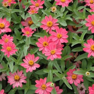 Zinnia Profusion Series, Zinnia Elegans 'Profusion, Zinnia Angustifolia 'Profusion', Zinnia x Hybrida 'Profusion', Drought tolerant plants, heat tolerant plants, Humidity tolerant plants, Low maintenance plants
