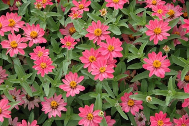 Zinnia Profusion Series, Zinnia Elegans 'Profusion, Zinnia Angustifolia 'Profusion', Zinnia x Hybrida 'Profusion', Drought tolerant plants, heat tolerant plants, Humidity tolerant plants, Low maintenance plants