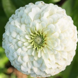 Zinnia 'Purity, Zinnia Elegans 'Enchantress', White Zinnia, White Double Zinnia, Tall Zinnia