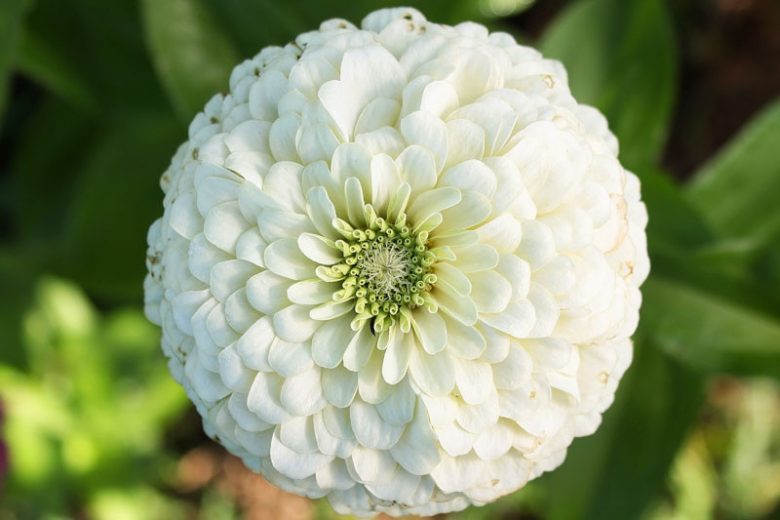 Zinnia 'Purity, Zinnia Elegans 'Enchantress', White Zinnia, White Double Zinnia, Tall Zinnia