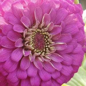 Zinnia 'Purple Prince', Zinnia Elegans 'Purple Prince', Purple Zinnia, Purple Double Zinnia, Tall Zinnia
