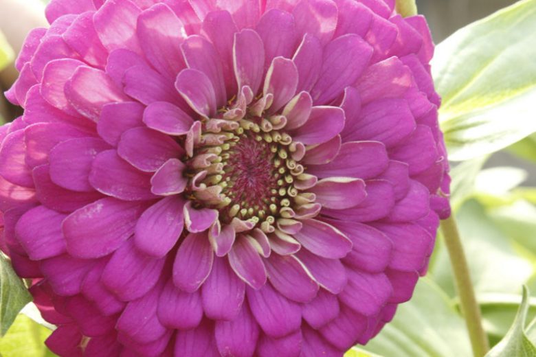 Zinnia 'Purple Prince', Zinnia Elegans 'Purple Prince', Purple Zinnia, Purple Double Zinnia, Tall Zinnia