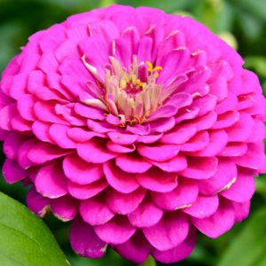Zinnia 'Royal Purple', Zinnia Elegans 'Royal Purple', Purple Zinnia, Purple Double Zinnia, Tall Zinnia, Lilac Zinnia