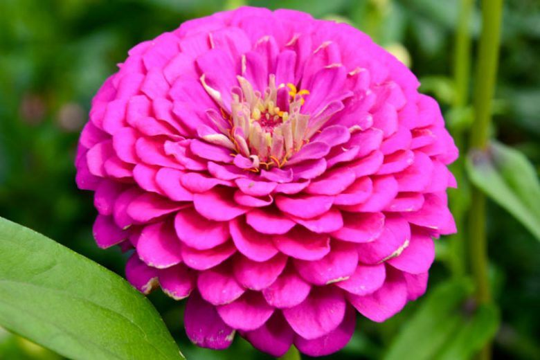Zinnia 'Royal Purple', Zinnia Elegans 'Royal Purple', Purple Zinnia, Purple Double Zinnia, Tall Zinnia, Lilac Zinnia