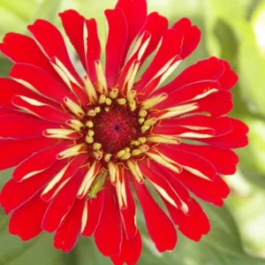 Zinnia 'Scarlet Flame', Zinnia Elegans 'Scarlet Flame', Scarlet Zinnia, Scarlet Double Zinnia, Tall Zinnia, Red Zinnia, Red Double Zinnia