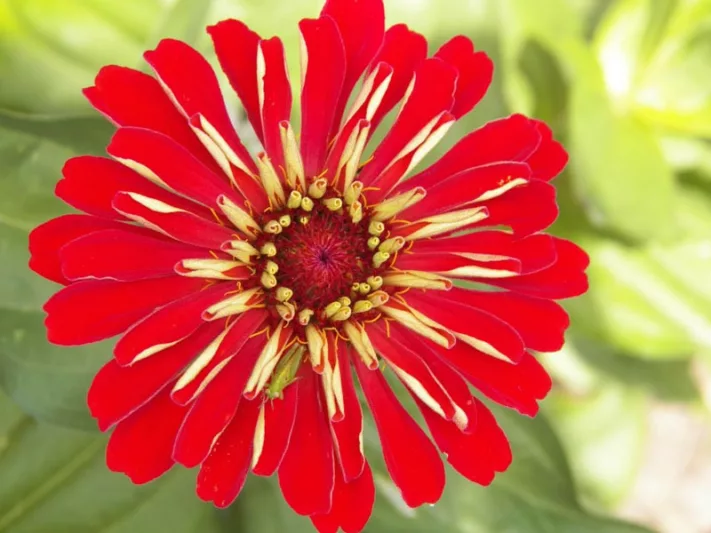 Zinnia 'Scarlet Flame', Zinnia Elegans 'Scarlet Flame', Scarlet Zinnia, Scarlet Double Zinnia, Tall Zinnia, Red Zinnia, Red Double Zinnia