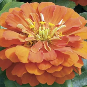 Zinnia Short Stuff Orange, Zinnia elegans 'Short Stuff Orange', Orange Zinnia, Orange Double Zinnia, Small Zinnia