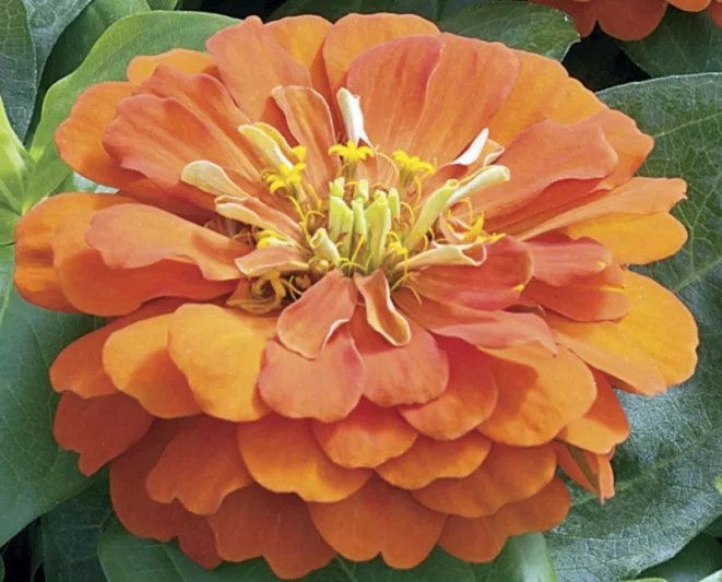 Zinnia Short Stuff Orange, Zinnia elegans 'Short Stuff Orange', Orange Zinnia, Orange Double Zinnia, Small Zinnia