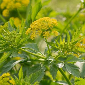 Zizia aurea, Golden Zizia, Golden Alexanders, Yellow Flowers, Yellow Perennials