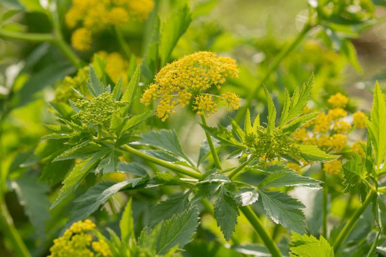 Zizia aurea, Golden Zizia, Golden Alexanders, Yellow Flowers, Yellow Perennials