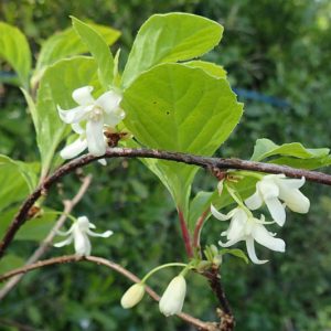 Schisandra chinensis, Magnolia Vine, Chinese Magnolia Vine, Chinese Limonnik