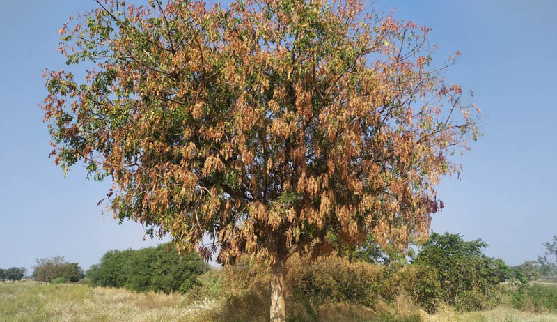 Dieback