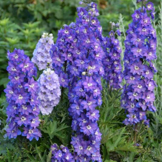 Delphinium New Zealand 'Stars'