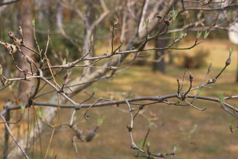 Dogwood Clubgall Midge