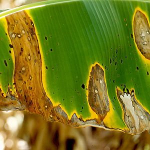 Leaf spot, Leaf spot diseases, Septoria Leaf Spot, Anthracnose, Cercospora Leaf Spot, Bacterial Leaf Spot, Black Spot