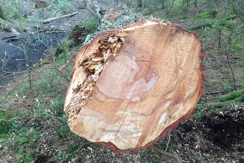 Heart Rot