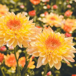 Mums, Chrysanths, Hardy Mums, Garden Mums, Perennial Mums, Decorative Chrysanthemum, Pompon Chrysanthemum, Single Chrysanthemum, Double Chrysanthemum, Anemone Chrysanthemum, Quill Chrysanthemum, Spider Chrysanthemum