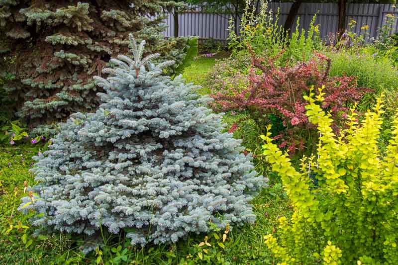 Picea pungens, Colorado Blue Spruce, Blue Spruce