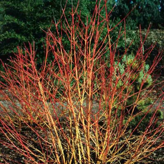 Cornus Sanguinea Winter Flame, Winter Flame Bloodtwig Dogwood , Winter Flame European Dogwood , Winter Flame Dogwood, Deciduous Shrubs, Foliage, Fall color, Winter color, Red bark, Orange Bark