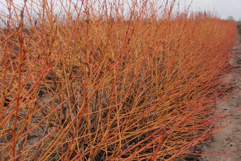 ornus Sanguinea Arctic Sun, Arctic Sun Bloodtwig Dogwood , Arctic Sun European Dogwood , Arctic Sun Dogwood, Deciduous Shrubs, Foliage, Fall color, Winter color, Red bark, Orange Bark