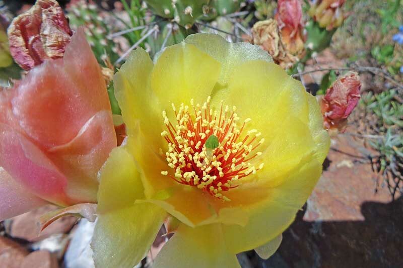 opuntia fragilis, Brittle Prickly Pear, Fragile Prickly Pear, Pygmy Prickly Pear, Brittle Cactus