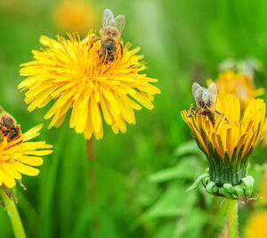 Bees, Dandelion, Bee