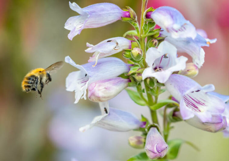 Penstemon, Beardtongue, Bee, Honeybee