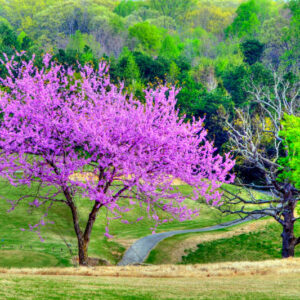 A Beautiful Redbud Tree In Knoxville, Tennessee