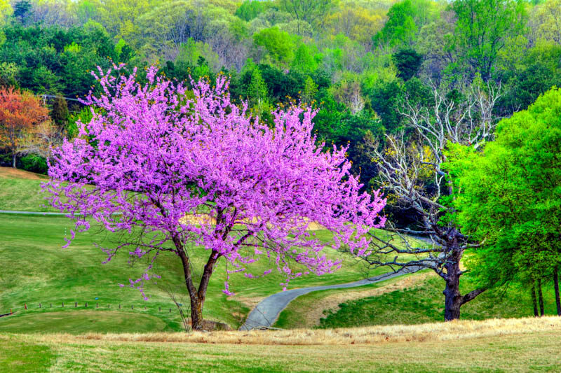 A Beautiful Redbud Tree In Knoxville, Tennessee