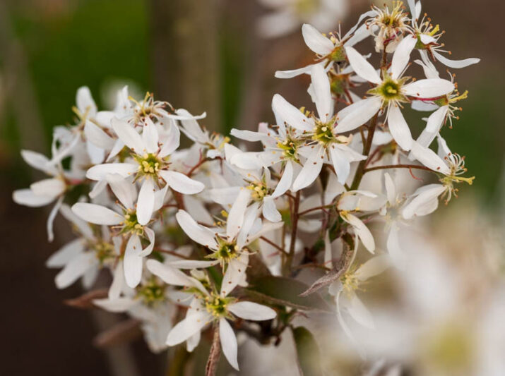 Serviceberry 'Autumn Brilliance', Autumn Brilliance Serviceberry, Autumn Brilliance Juneberry, Autumn Brilliance Shadbush, Amelanchier grandiflora 'Autumn Brilliance'
