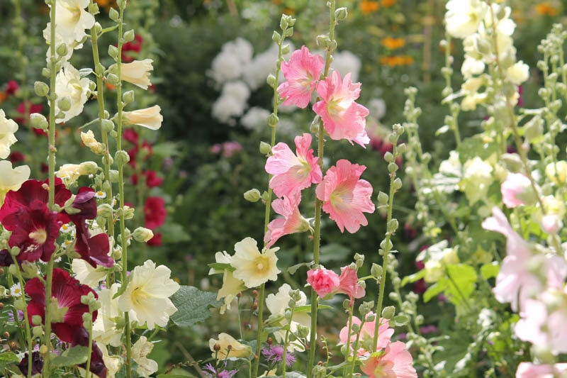 Hollyhock, Hollyhocks Hollyhock Flower, Alcea rosea.