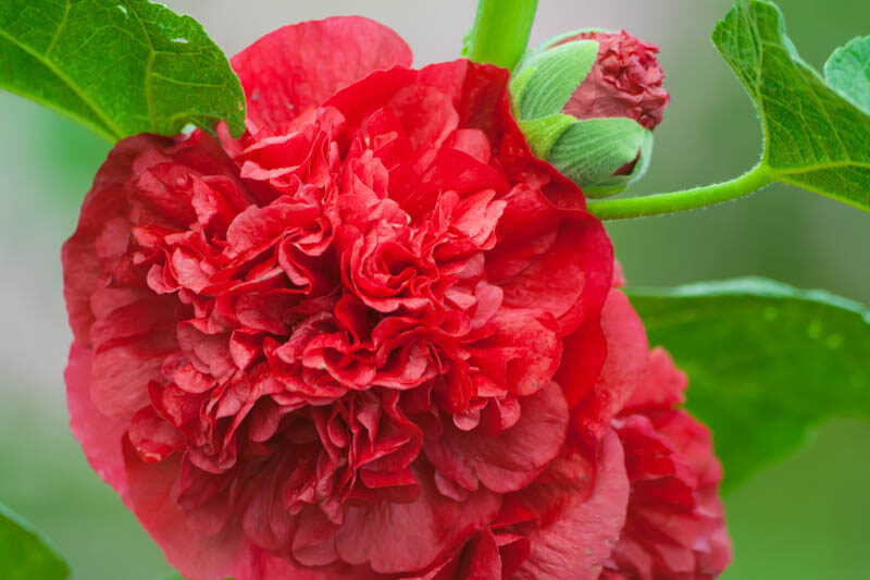 Hollyhock Double Flowers, Hollyhock Chaters Red, Double Hollyhock, Alcea rosea Chater's Double Red