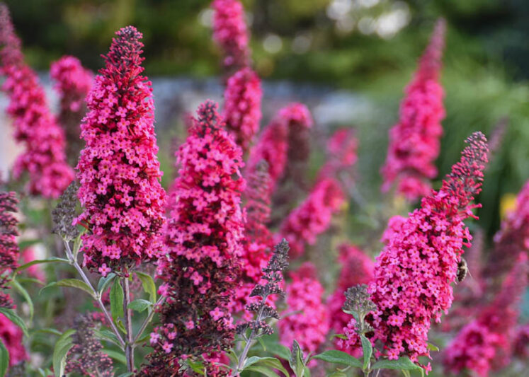 Buddleja davidii 'Prince Charming' (Monarch Series), Butterfly Bush Prince Charming, Summer Lilac Prince Charming