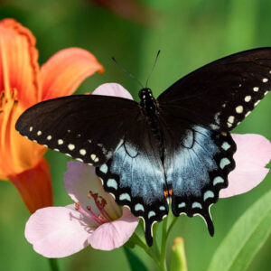 spicebush swallowtail butterfly