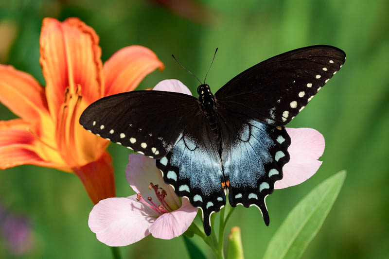 spicebush swallowtail butterfly