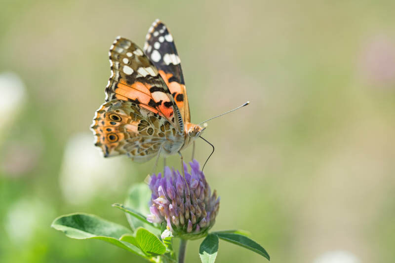 Butterfly Painted Lady, Vanessa cardui