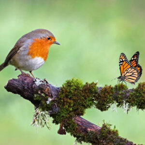 robin, Erithacus rubecula, monarch butterfly, Danaus plexippus