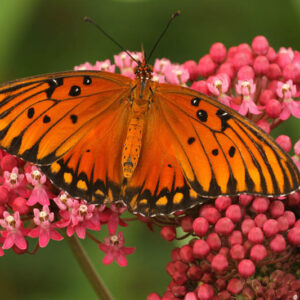 Gulf Fritillary, Dione vanillae