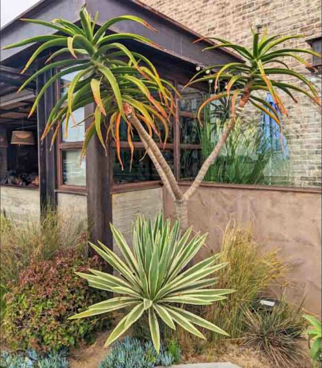 Caribbean Agave, Agave angustifolia var. marginata, Agave vivipara 'Marginata'
